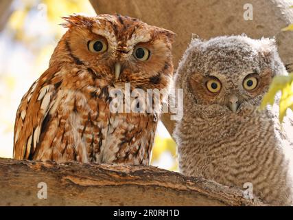 La mère et le bébé hibou de l'est perchés sur une branche d'arbre, Québec, Canada Banque D'Images