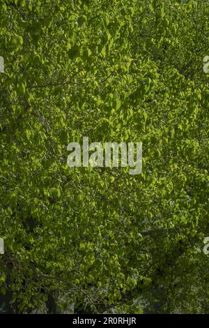 Les feuilles vertes des sommets de grands arbres feuillus baignées de soleil dans un parc urbain qui ne peut pas être vu Banque D'Images