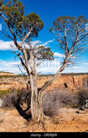 Old Juniper Tree ; Monument Mesa ; Ute Canyon depuis Fallen Rock Overview ; Colorado National Monument ; Fruita ; Colorado ; États-Unis Banque D'Images