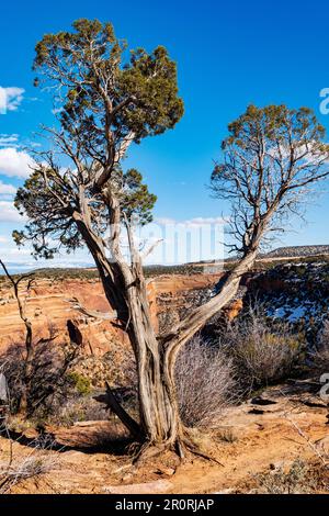 Old Juniper Tree ; Monument Mesa ; Ute Canyon depuis Fallen Rock Overview ; Colorado National Monument ; Fruita ; Colorado ; États-Unis Banque D'Images