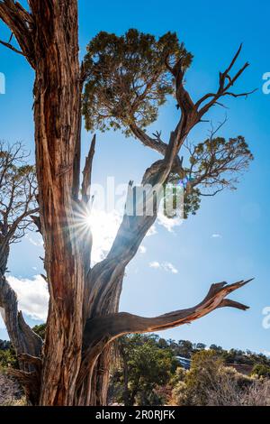 Old Juniper Tree ; Monument Mesa ; Ute Canyon depuis Fallen Rock Overview ; Colorado National Monument ; Fruita ; Colorado ; États-Unis Banque D'Images