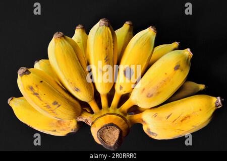 Deux bunches de bananes, deux bunches de bananes thaïlandaises, ont cultivé la banane isolée sur un fond noir.Banana isolée sur un fond noir.copie espace Banque D'Images