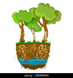 Arbres avec système racinaire dans le sol isolé sur fond blanc. Arbre poussant dans le sol. Plante avec des racines fortes. Couches de saleté, eau et racine. Section transversale Illustration de Vecteur