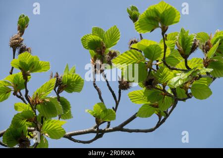 Fagus sylvatica 'Dawyck Gold', Hêtre européen, le printemps laisse sur la branche Banque D'Images