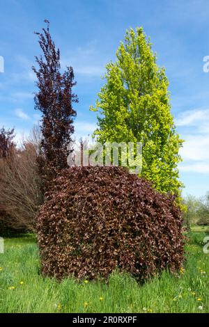 Fagus sylvatica 'Purpurea pendula', Fagus sylvatica 'Dawyck Gold', Fagus sylvatica 'Dawyck Purple', printemps, feuillus, arbres Banque D'Images