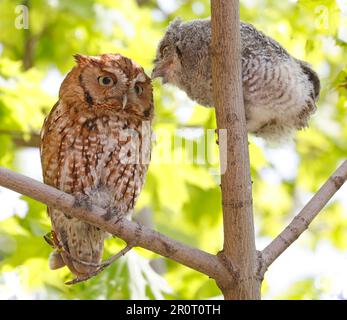 La mère et le bébé hibou de l'est perchés sur une branche d'arbre, Québec, Canada Banque D'Images