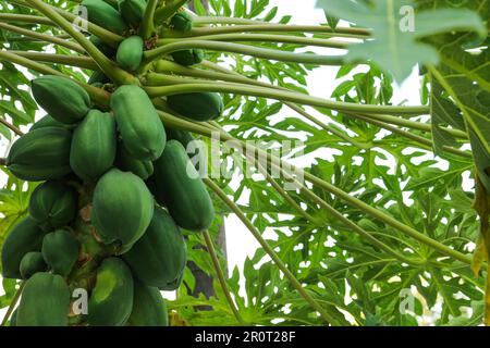 Papaye de fruits non mûrs poussant sur l'arbre à l'extérieur Banque D'Images