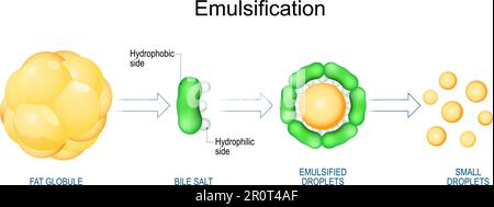 Émulsification des graisses. Digestion des lipides. L'émulsification est le processus par lequel les gros globules gras sont décomposés en gouttelettes lipidiques. Vecteur Illustration de Vecteur