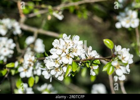 Poire commune, fleurs de printemps de Pyrus communis gros plan sélectif foyer Banque D'Images