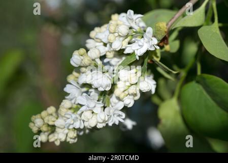 Syringa vulgaris, fleurs de licaques blanches communes sur le rameau gros plan sélectif foyer Banque D'Images