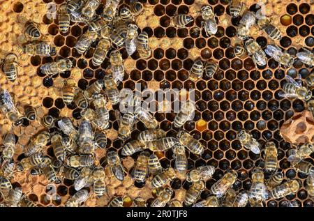 Niederjesar, Allemagne. 09th mai 2023. Un peigne avec des abeilles sur une ruche ouverte (boîte à abeilles). Selon la Brandenburg Beekeepers' Association, les abeilles trouvent actuellement de bonnes conditions pour la collecte de pollen et de nectar, même si elles volent un peu plus tard cette année en raison du temps plus frais. (À dpa: Association des apiculteurs: Les abeilles trouvent une table bien posée") crédit: Patrick Pleul/dpa/Alamy Live News Banque D'Images