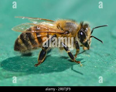 Niederjesar, Allemagne. 09th mai 2023. Une abeille est vue sur le toit d'une ruche (boîte d'abeille). Selon la Brandenburg Beekeepers' Association, les abeilles trouvent actuellement de bonnes conditions pour la collecte de pollen et de nectar, même si elles volent un peu plus tard cette année en raison du temps plus frais. (À dpa: Association des apiculteurs: Les abeilles trouvent une table bien posée") crédit: Patrick Pleul/dpa/Alamy Live News Banque D'Images