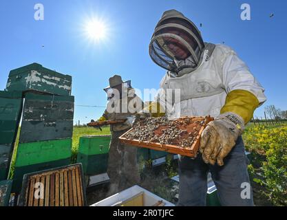 Niederjesar, Allemagne. 09th mai 2023. Eberhard Theis (r), apiculteur, et son fils Lutz vérifient les ruches (boîtes d'abeilles) sur le bord d'un champ de colza en fleurs. Selon la Brandenburg Beekeepers' Association, les abeilles trouvent actuellement de bonnes conditions pour la collecte de pollen et de nectar, même si elles volent un peu plus tard cette année en raison du temps plus frais. (À dpa: Association des apiculteurs: Les abeilles trouvent une table bien posée") crédit: Patrick Pleul/dpa/Alamy Live News Banque D'Images
