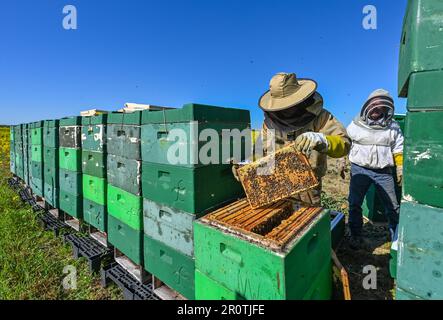 Niederjesar, Allemagne. 09th mai 2023. Lutz Theis (l), apiculteur professionnel, et son père Eberhard vérifient les ruches (boîtes d'abeilles) sur le bord d'un champ de colza en fleurs. Selon la Brandenburg Beekeepers' Association, les abeilles trouvent actuellement de bonnes conditions pour la collecte de pollen et de nectar, même si elles volent un peu plus tard cette année en raison du temps plus frais. (À dpa: Association des apiculteurs: Les abeilles trouvent une table bien posée") crédit: Patrick Pleul/dpa/Alamy Live News Banque D'Images