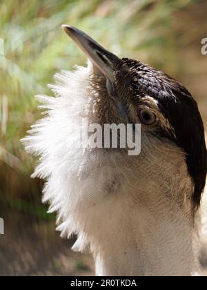 Un portrait en gros plan d'un imposant Bustard australien éclatant dans une beauté éblouissante. Banque D'Images