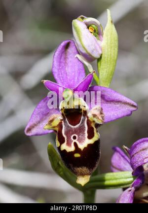 Orchidée Ophrys heldreichii Banque D'Images