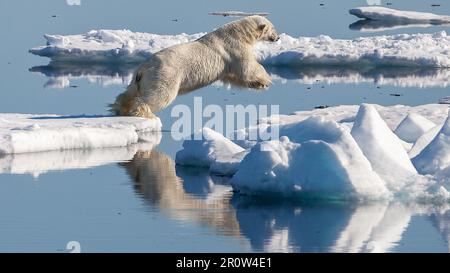 Ours polaire (Ursus maritimus) dans la région de glace dérivante au nord de Svalbard - Andreas Weith Banque D'Images