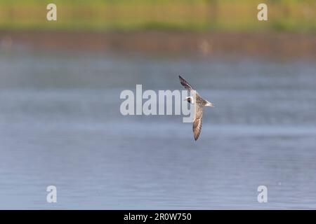 Pluvier gris Pluvialis squatarola, plumage de reproduction adulte volant, Suffolk, Angleterre, mai Banque D'Images