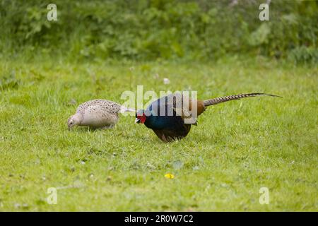 Faisan commun Phasianus colchicus, paire adulte sur l'herbe, Suffolk, Angleterre, mai Banque D'Images