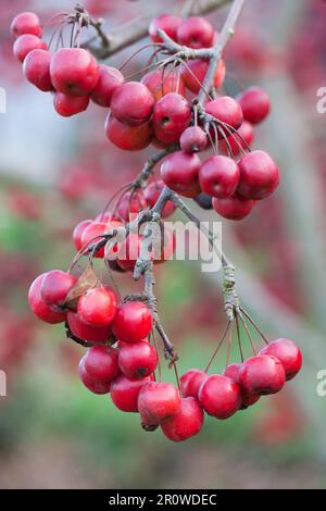 Mini pommes rouges sur l'arbre Banque D'Images