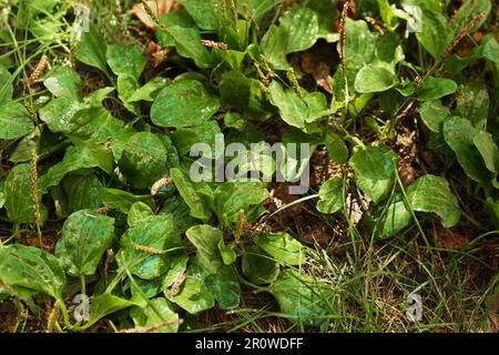 Belles plantes plantain vert à feuilles larges qui poussent à l'extérieur Banque D'Images