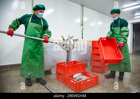 Shardara, Kazakhstan du Sud - 28 avril 2012 : les travailleurs chargent le poisson de brochet dans des boîtes en plastique Banque D'Images