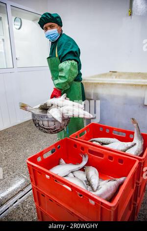 Shardara, Kazakhstan du Sud - 28 avril 2012 : l'ouvrier charge les poissons brochets-perches dans des boîtes en plastique Banque D'Images