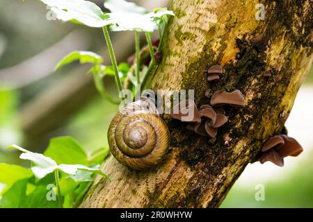 Escargot de raisin Helix pomatia , un gastéropode rampe vers le haut d'un tronc d'arbre printemps Banque D'Images