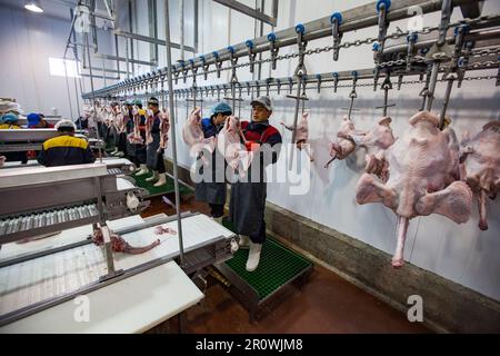 Shymkent, Kazakhstan - 26 avril 2012: Ouvriers coupant des corps de dinde sur une ligne de convoyeur en usine Banque D'Images