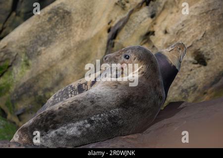 Phoques gris Halichoerus grypus reposant et bronzant sur les rochers de Ravenscar, sur la côte nord-est du Yorkshire, Royaume-Uni Banque D'Images