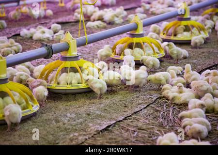 Poulets jaunes en coop Banque D'Images