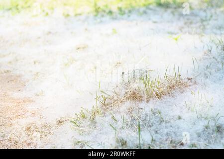 En été, le Pooh de peuplier couvrait le sol, les plantes et l'herbe Banque D'Images