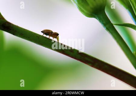 Petit araignée qui fait son chemin vers le haut d'une branche Banque D'Images