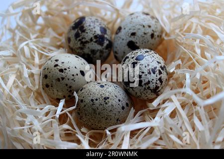 Gros plan sur les œufs de Quail dans Un Nest de sculptures Banque D'Images