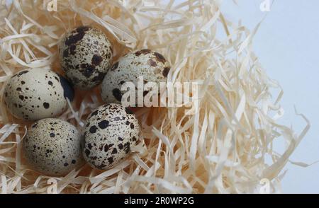 Photo de stock de cinq oiseaux oeufs avec des taches dans Un Nest isolé sur blanc Banque D'Images