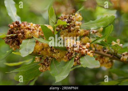 Laurel Blossom gros plan. Laurel fleurit au printemps Banque D'Images
