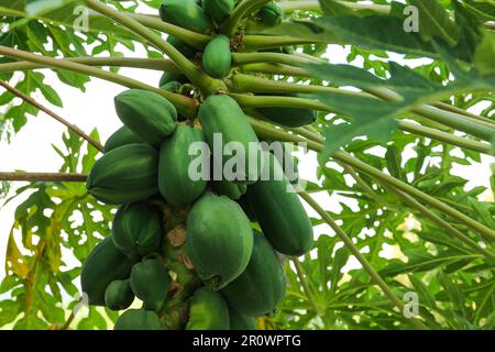 Papaye de fruits non mûrs poussant sur l'arbre à l'extérieur Banque D'Images