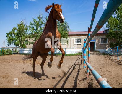 Jeunes jums de cheval brun dans le ranch Banque D'Images