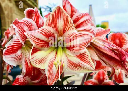 Hippeastrum Fairy Tale Amaryllis fleurs en pleine floraison au printemps Santillana del Mar Cantabria Espagne Banque D'Images