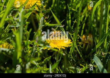 Abeille sur pissenlit Banque D'Images