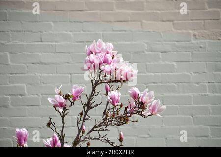 Gros plan de la soucoupe magnolia avec bokeh, plante à fleurs hybrides du genre Magnolia. Quantité abondante de fleurs roses/blanches/violettes au printemps. Banque D'Images