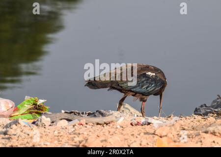 Magnifique ibis Red Naped également appelé Indian Black ibis sur les rives des marais à la recherche de nourriture Banque D'Images