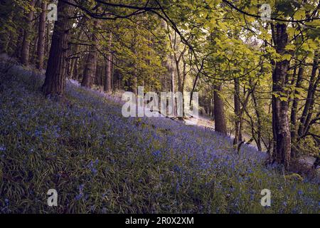 Baignée de couleurs vives fleurs pourpre bluebell contre un arrière-plan boisé vert naturel, à l'aide d'une faible profondeur de champ. Banque D'Images