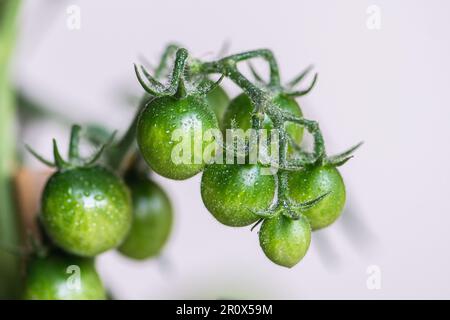 Bouquet de tomates cerises vertes pendantes bio fraîches et non mûres, gros plan. Concept d'agriculture biologique, bio-produit, bio-écologie, ferme intégrée Banque D'Images