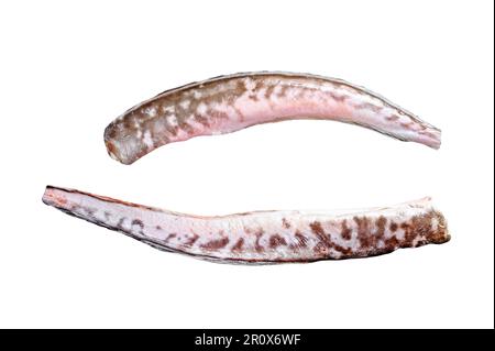 Klip brut, poisson congrio. Isolé sur fond blanc Banque D'Images