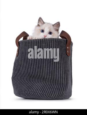 Adorable chat bicolore Ragdoll, assis dans un panier gris haut. Regarder directement la caméra avec les yeux bleus. Isolé sur un fond blanc. Banque D'Images