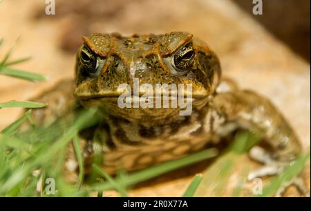 Face de crapaud de canne, marina de rhinella, dans le jardin du Queensland. Gros plan, en regardant l'appareil photo. La peste sauvage introduite en Australie. Laid et désagréable. Banque D'Images