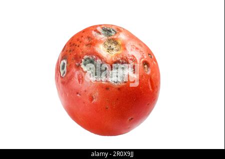 tomate pourrie décachée. Isolé sur fond blanc Banque D'Images