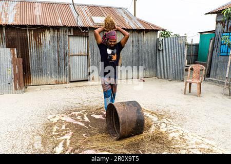 Les agriculteurs battent le riz paddy dans un style traditionnel. Un agriculteur du Bangladesh récolte des rizières manuellement Banque D'Images