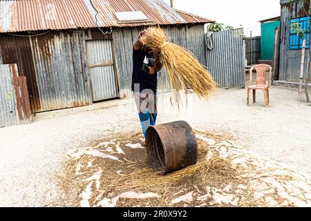 Fermier battage du riz. Les agriculteurs battent le riz paddy dans un style traditionnel Banque D'Images